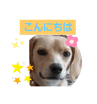 ビーグルミックス犬くぅちゃん（個別スタンプ：2）