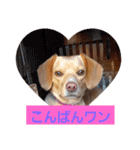 ビーグルミックス犬くぅちゃん（個別スタンプ：3）