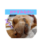 ビーグルミックス犬くぅちゃん（個別スタンプ：4）