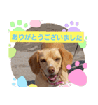 ビーグルミックス犬くぅちゃん（個別スタンプ：5）