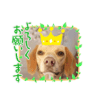 ビーグルミックス犬くぅちゃん（個別スタンプ：7）