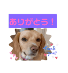 ビーグルミックス犬くぅちゃん（個別スタンプ：8）