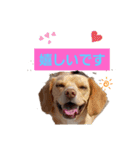 ビーグルミックス犬くぅちゃん（個別スタンプ：9）
