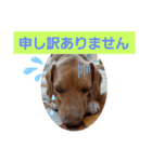 ビーグルミックス犬くぅちゃん（個別スタンプ：10）