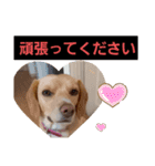 ビーグルミックス犬くぅちゃん（個別スタンプ：11）