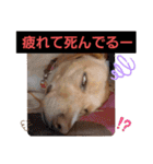 ビーグルミックス犬くぅちゃん（個別スタンプ：12）