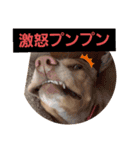 ビーグルミックス犬くぅちゃん（個別スタンプ：13）