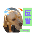 ビーグルミックス犬くぅちゃん（個別スタンプ：14）