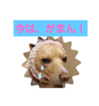 ビーグルミックス犬くぅちゃん（個別スタンプ：15）