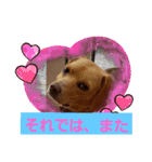 ビーグルミックス犬くぅちゃん（個別スタンプ：16）