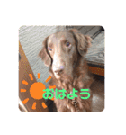 DUKE氏（個別スタンプ：1）