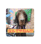 DUKE氏（個別スタンプ：6）