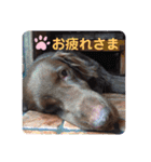 DUKE氏（個別スタンプ：12）