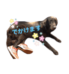 DUKE氏（個別スタンプ：13）