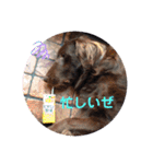 DUKE氏（個別スタンプ：14）