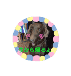 DUKE氏（個別スタンプ：22）