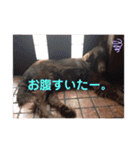 DUKE氏（個別スタンプ：24）