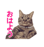 短足マンチカンの使える日常の言葉（個別スタンプ：2）