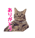 短足マンチカンの使える日常の言葉（個別スタンプ：3）