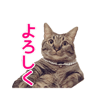 短足マンチカンの使える日常の言葉（個別スタンプ：4）