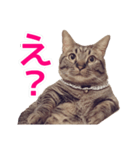 短足マンチカンの使える日常の言葉（個別スタンプ：5）