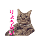 短足マンチカンの使える日常の言葉（個別スタンプ：6）