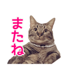 短足マンチカンの使える日常の言葉（個別スタンプ：7）