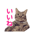 短足マンチカンの使える日常の言葉（個別スタンプ：8）