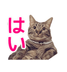 短足マンチカンの使える日常の言葉（個別スタンプ：10）