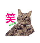 短足マンチカンの使える日常の言葉（個別スタンプ：11）