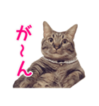 短足マンチカンの使える日常の言葉（個別スタンプ：13）