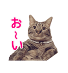 短足マンチカンの使える日常の言葉（個別スタンプ：14）
