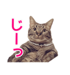 短足マンチカンの使える日常の言葉（個別スタンプ：15）