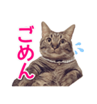 短足マンチカンの使える日常の言葉（個別スタンプ：16）