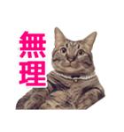 短足マンチカンの使える日常の言葉（個別スタンプ：17）