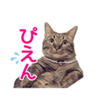 短足マンチカンの使える日常の言葉（個別スタンプ：21）