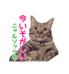 短足マンチカンの使える日常の言葉（個別スタンプ：22）