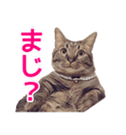 短足マンチカンの使える日常の言葉（個別スタンプ：23）
