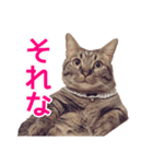 短足マンチカンの使える日常の言葉（個別スタンプ：24）