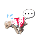 トイプMiniのスタンプ（個別スタンプ：4）