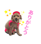 トイプMiniのスタンプ（個別スタンプ：5）