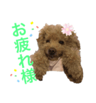 トイプMiniのスタンプ（個別スタンプ：8）