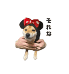 きつね顔たぬぱち(豆柴）。（個別スタンプ：1）