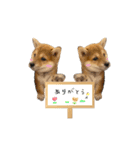 きつね顔たぬぱち(豆柴）。（個別スタンプ：2）