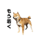 きつね顔たぬぱち(豆柴）。（個別スタンプ：10）