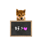 きつね顔たぬぱち(豆柴）。（個別スタンプ：12）
