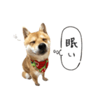 きつね顔たぬぱち(豆柴）。（個別スタンプ：13）