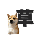きつね顔たぬぱち(豆柴）。（個別スタンプ：14）