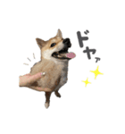 きつね顔たぬぱち(豆柴）。（個別スタンプ：16）