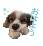ミルゥとハリー（個別スタンプ：2）